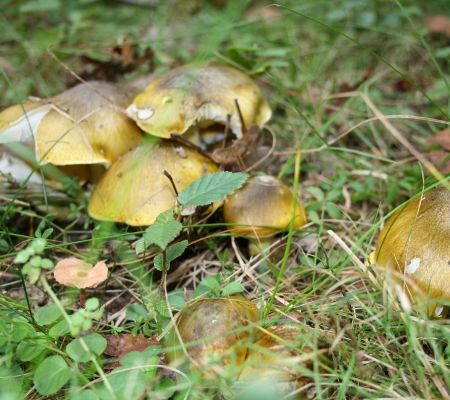 Tricholoma sejunctum